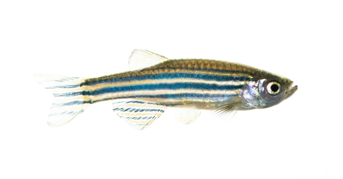 Zebrafish Anatomy: How Does it Compare to Humans?
